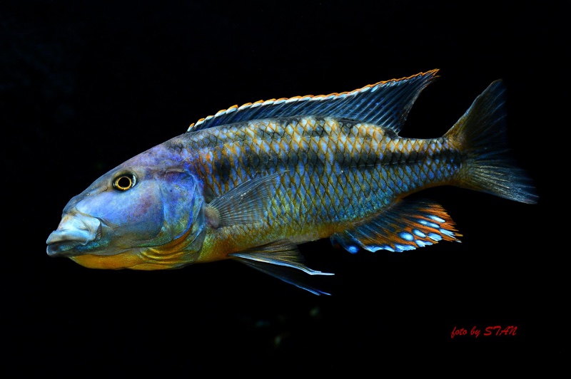 Tyrannochromis macrostoma
